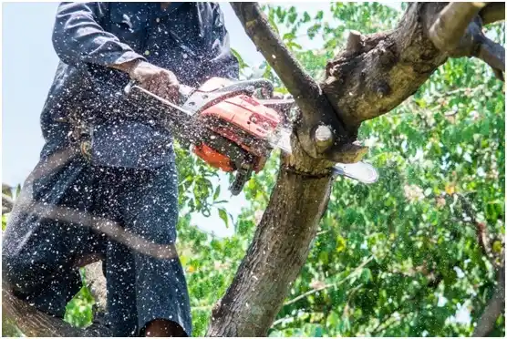tree services Tichigan
